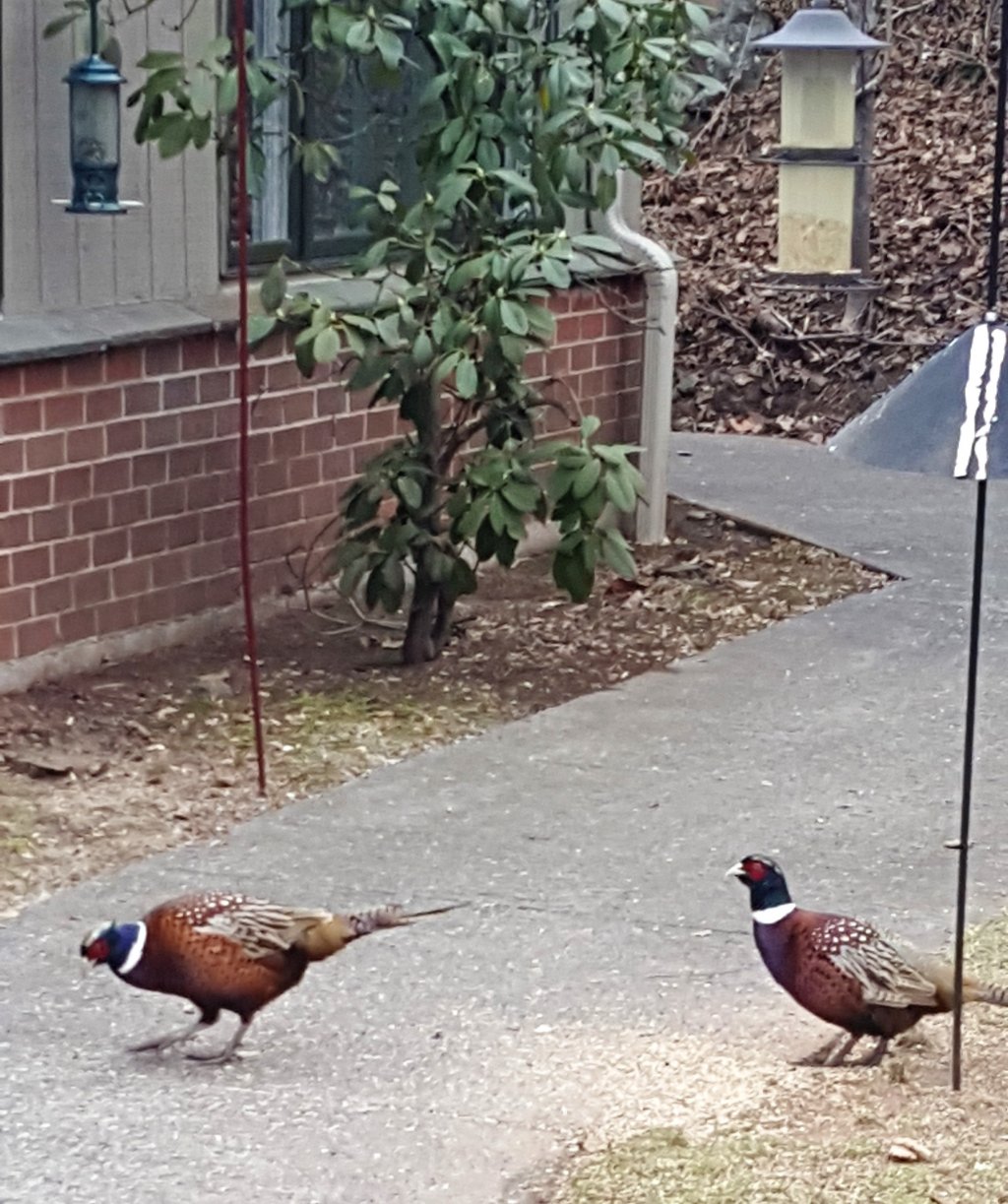 image-774282-pheasants_and_feeder.w640.jpg